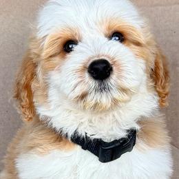 Mike Black Collar Male - Yellow and white male Bernedoodle puppy in Peoria, Arizona from Wroth's Pawsibilities