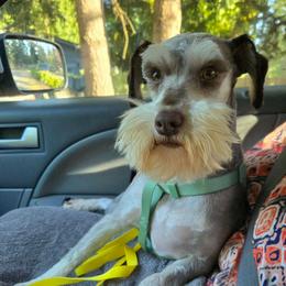 Margot - Miniature Schnauzer