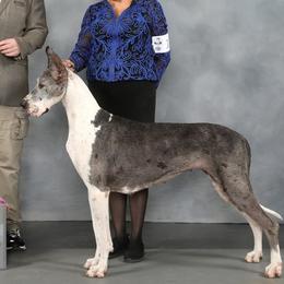 Rita - Great Dane