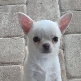 Pretzel - Cream and white female Chihuahua puppy in Cape Coral, Florida from Inspired Chihuahuas