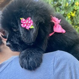 Girl 3 - Black female Newfoundland puppy in Marysville, Washington from Black Lions Newfoundlands