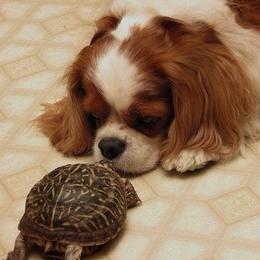 Cavalier King Charles Spaniels from Brighton Rose Cavalier