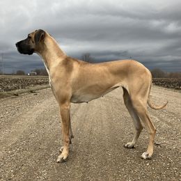 Rayna - Great Dane