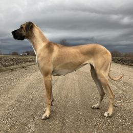 Rayna - Great Dane