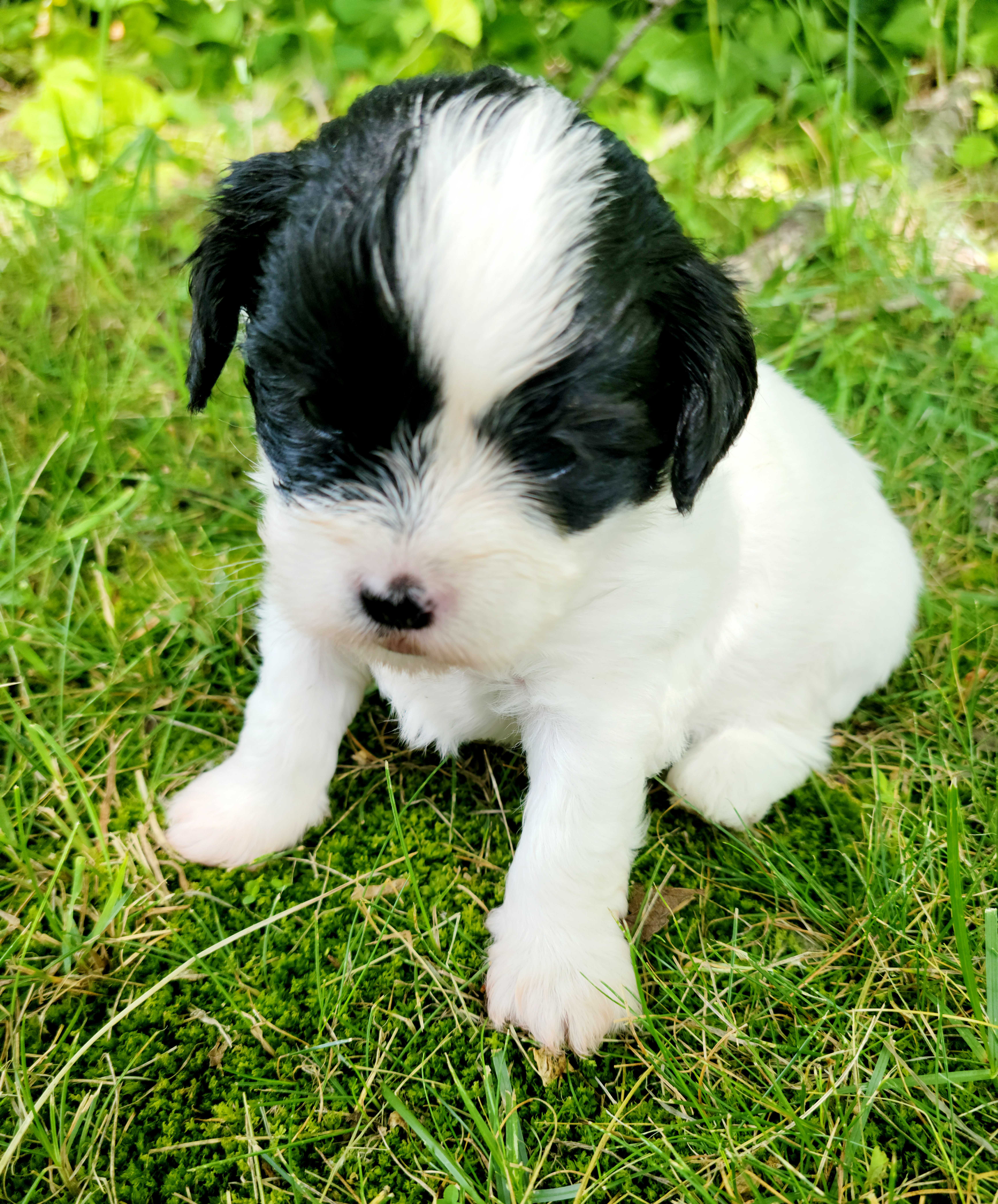 Shihpoo Puppies from Perfect Companion Puppies