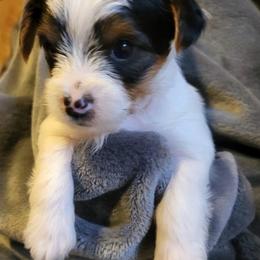 Parti Boy 1 - Parti male Yorkshire Terrier puppy in Willow Grove, Pennsylvania from Willow Grove Yorkie