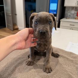 Gray Brindle Female 2 - Gray brindle female Cane Corso puppy in Knoxville, Tennessee from Crowned Corso
