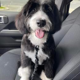 Aussiedoodle, Bernedoodle, and Poodle All Grown Up from Miller's Doodles