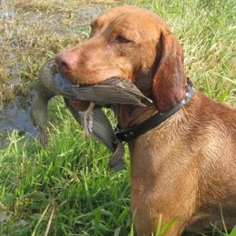 Vizslas from Smoothbore Vizslas