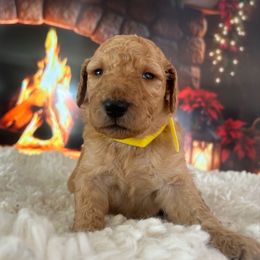 Girl 4 - Apricot female Goldendoodle puppy in San Diego, California from Southside Doodles