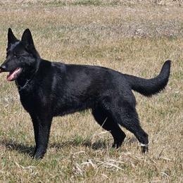 Zena - German Shepherd