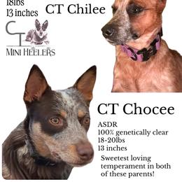 Chilee - Australian Cattle Dog
