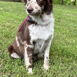 Hanna - Australian Shepherd