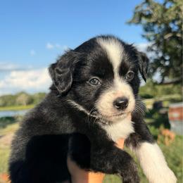 Peach - Black tri female Miniature Australian Shepherd puppy in Iola, Texas from MK Aussies