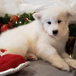 Cream Collar Girl - White Samoyed puppy in Broomfield, Colorado from Klondike Snow Samoyeds