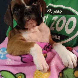 Rosie - Fawn female Boxer puppy in Elyria, Ohio from Just-A-Wyn Boxers