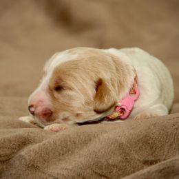 Iduna - Apricot female Australian Labradoodle puppy in Stanwood, Washington from Victoria Creek Australian Labradoodles