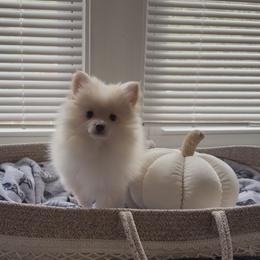 Saye - Cream parti male Pomeranian puppy in University City, Missouri from Textilepoms