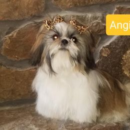 Angel - Shih Tzu