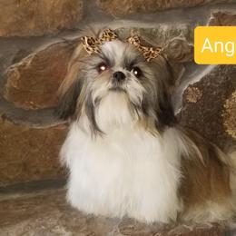Angel - Shih Tzu
