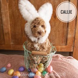 Callie - Caramel ice female Golden Aussiedoodle puppy in Hyrum, Utah from Goldendoodledoo Farms