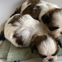 Shih Tzu Puppies from Willow Lane Shih Tzus