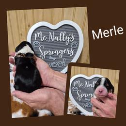 Merle - Black white and tan male English Springer Spaniel puppy in Freeland, Michigan from McNally's Springer Spaniels