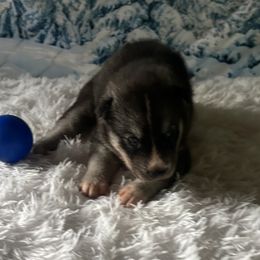 Samson - Black and white male Siberian Husky puppy in Summerville, South Carolina from Carolina Husky Lodge