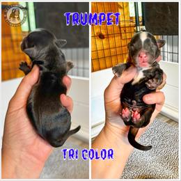 Trumpet - Tri-color male Bernedoodle puppy in Banner Elk, North Carolina from Walnut Tree Bernedoodles