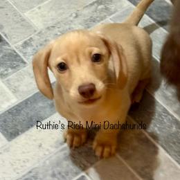 Boy 1 - Red male Dachshund puppy in Lakeland, Florida from Ruthie’s Rich Mini Dachshunds