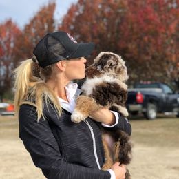 Aussiedoodle Puppies from Gore Doodle Ranch