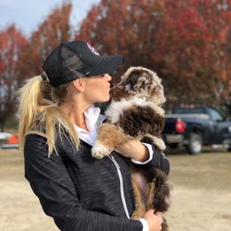 Aussiedoodle Puppies from Gore Doodle Ranch