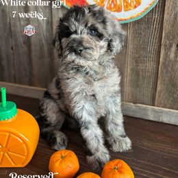 June - Merle female Labradoodle puppy in Paw Paw, Michigan from ProAct Canines