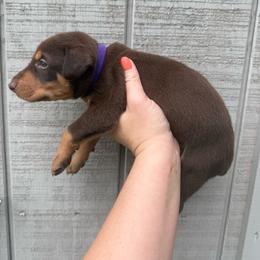 Twix - Red and rust female Doberman Pinscher puppy in Ludowici, Georgia from Royal Destiny Kennels