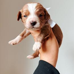 Magnolia - White collar girl - Red  female Goldendoodle puppy in Ruthorfordton, North Carolina from Duncan Doodles Goldendoodles