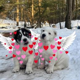 Central Asian Shepherd Dog puppies from A Plus A