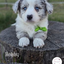 American Corgi, Cardigan Welsh Corgi, and Pembroke Welsh Corgi Puppies from Chloe's Colorful Corgis