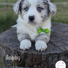 American Corgi, Cardigan Welsh Corgi, and Pembroke Welsh Corgi Puppies from Chloe's Colorful Corgis
