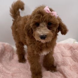 Abby - Red  female Goldendoodle puppy in Kansas City, Kansas from Bella & Ivy’s Mini Goldendoodles of KC