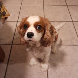Daphne - Cavalier King Charles Spaniel