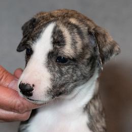 Whippet Puppies from Night Sky Whippets