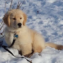 Golden Retrievers from SunMist Golden Retrievers