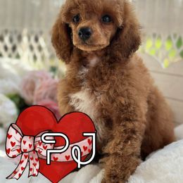 PJ - Poodle puppy from Wolfe Island Poodles