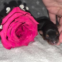 Neptune - Black and gold male Yorkshire Terrier puppy in Lakeland, Florida from You Me & The Yorkies