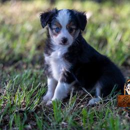Peter - Black tri male Miniature Australian Shepherd puppy in Granbury, Texas from Best Little Aussies