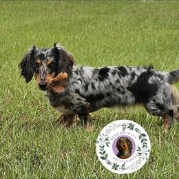 Sage - Dachshund