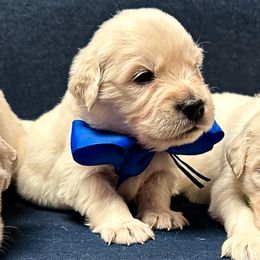 Mr Blue - Light golden male Golden Retriever puppy in Denton, Texas from Farley Goldens