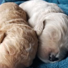 Goldendoodle Puppies from Masondixondoodles
