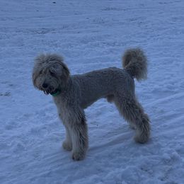 Murphy - Goldendoodle