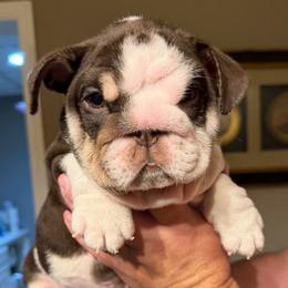 Jalapeño - Chocolate tri-color male Bulldog puppy in Fort Oglethorpe, Georgia from Jhuntfrenchies